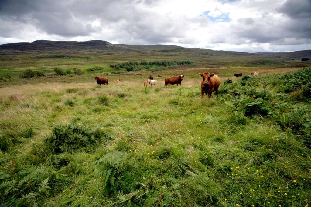 Cattle grazing in the distance, under a cloudy sky.