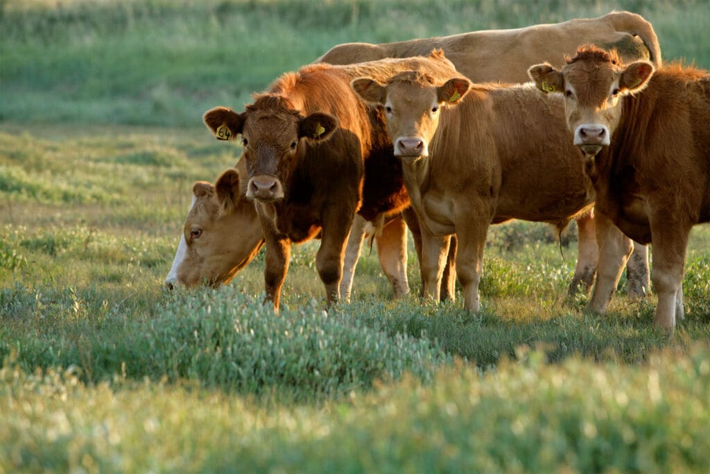 Cattle grazing.