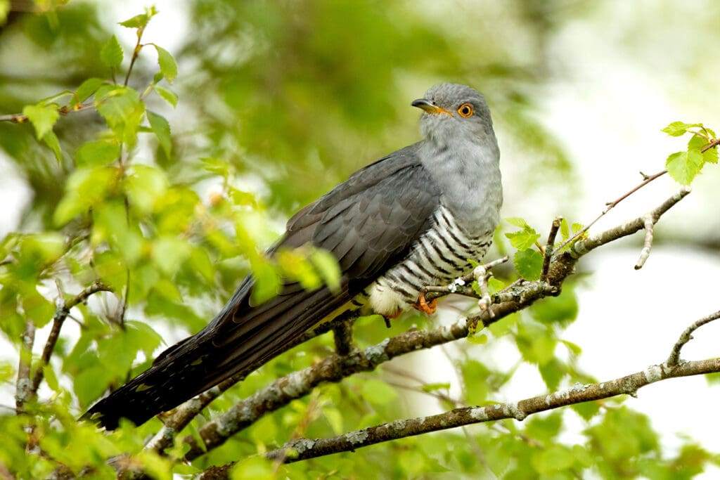 Planting at Geltsdale should attract Cuckoos.