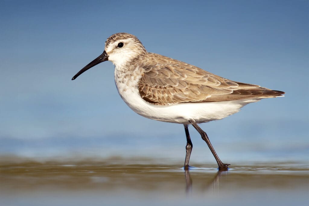 Curlew Sandpipers pass through the UK during their autumn migrations