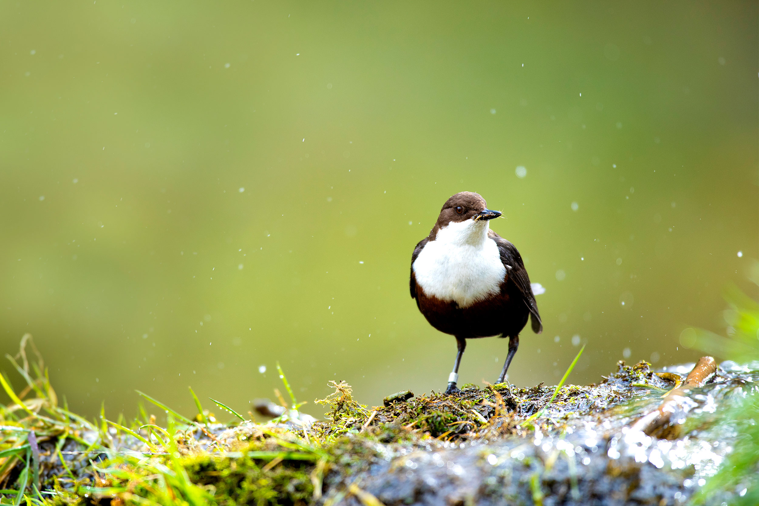 Dipper perched on a wet rock
