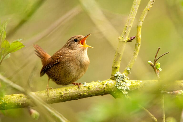 Eurasian Wren singing, perched on a branch