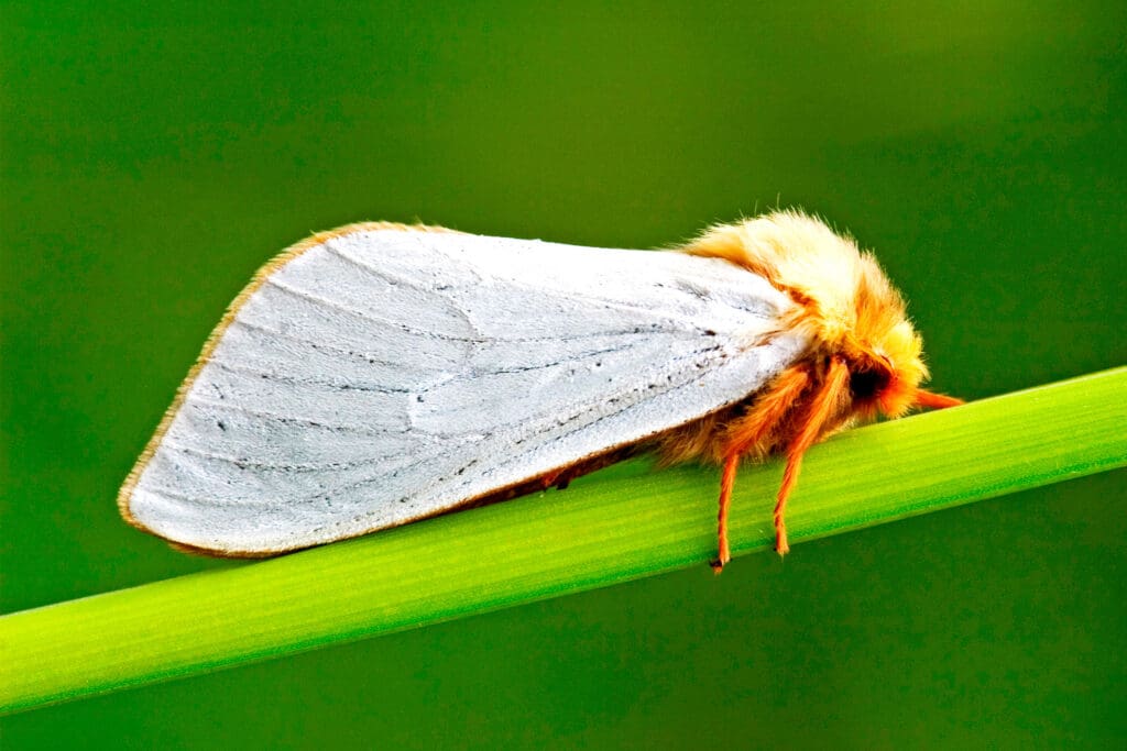 Male Ghost Moths lek over James' mini meadow.