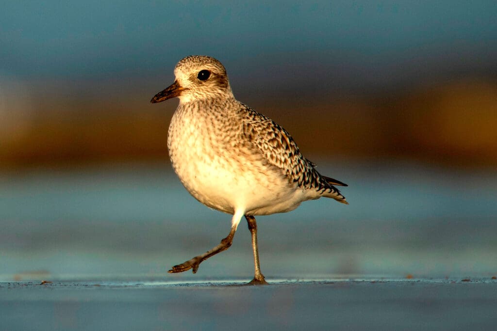 Grey Plovers are losing their habitat