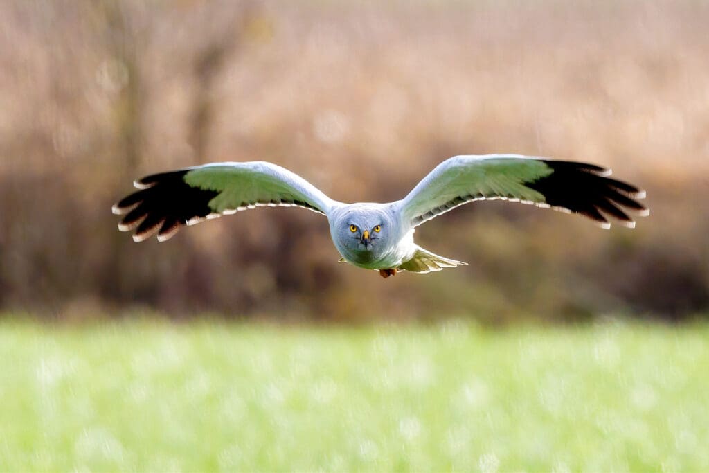 Restoration work at Geltsdale will help support Hen Harriers