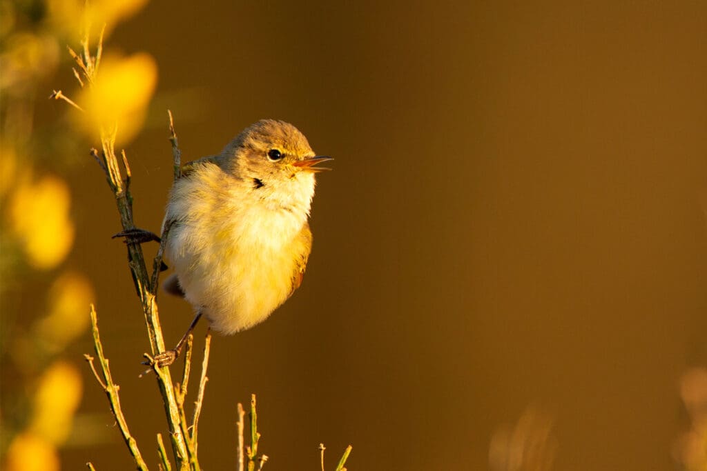 Chiffchaff perched on a plant stem