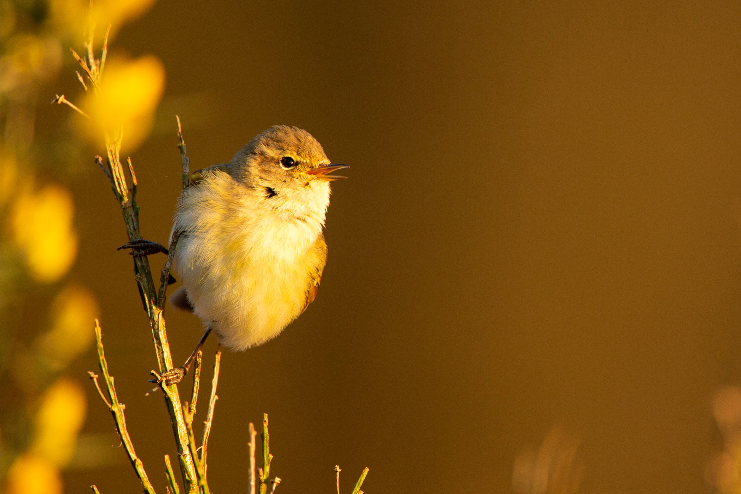 Chiffchaff perched on a plant stem
