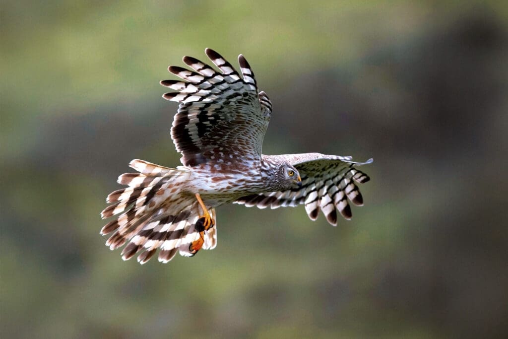 Hen Harrier in flight.