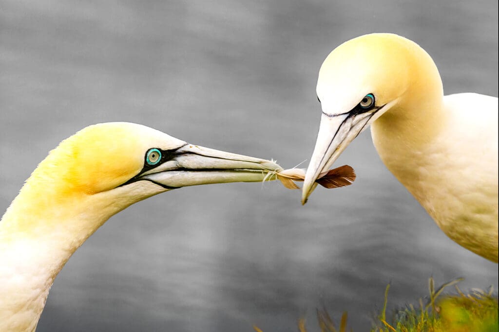 Gannets sharing a feather