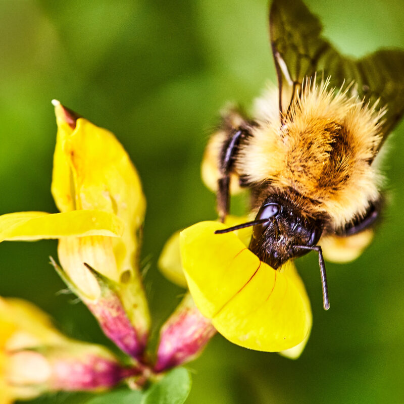 Common Carder Bee on Bird’s-foot-trefoil.