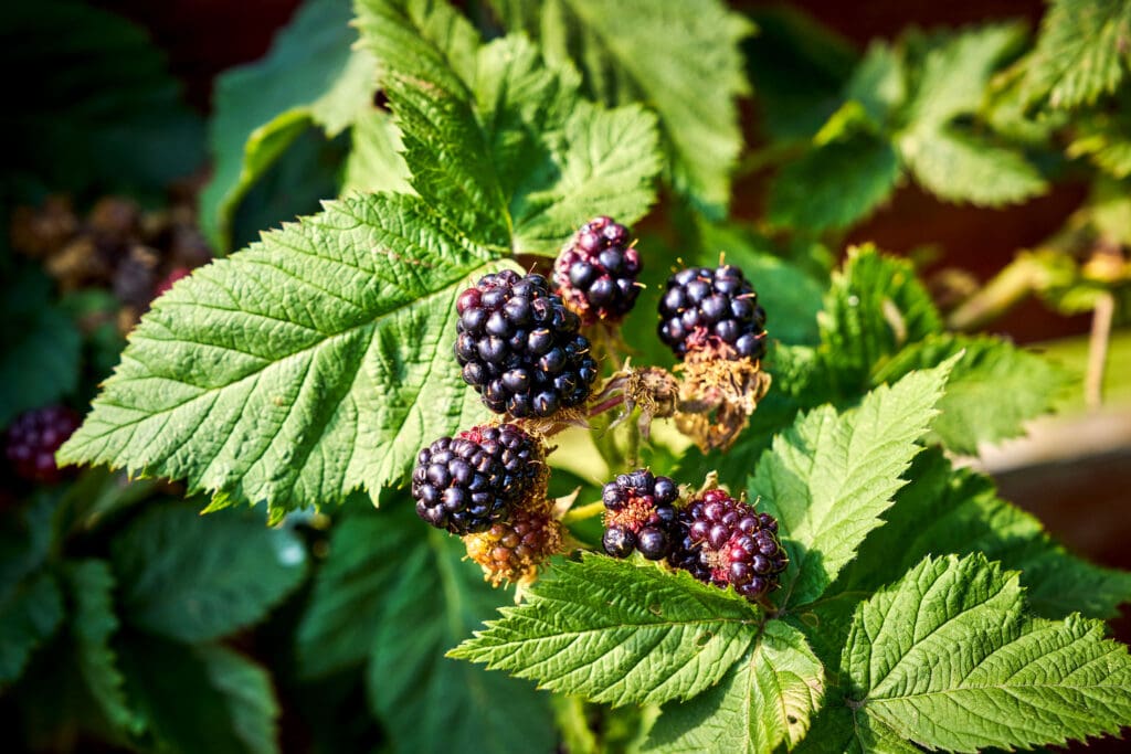 Blackberries in James' garden, which are great for pollinators