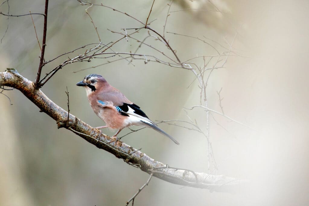 Jay perched on a tree branch