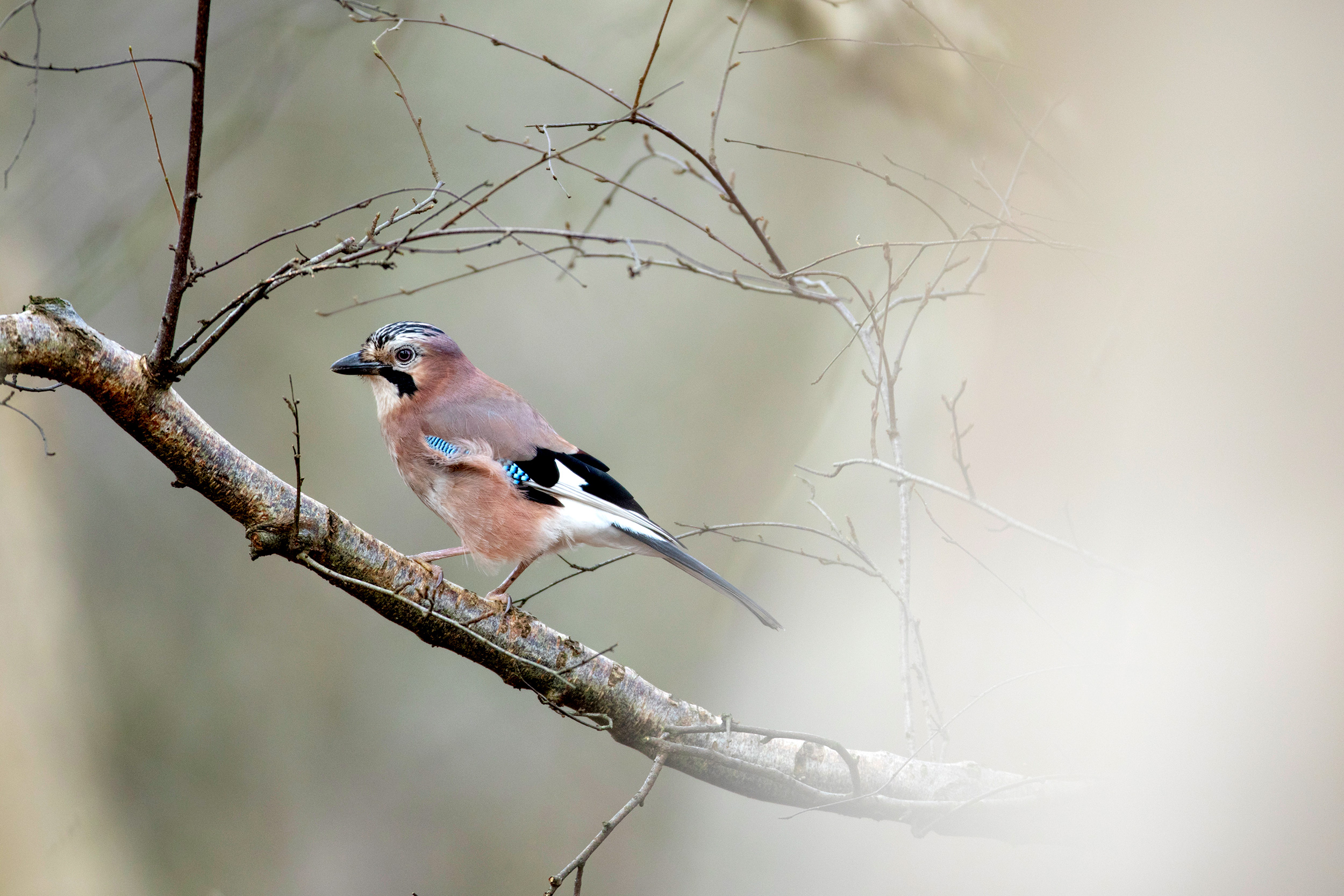 Jay perched on a tree branch