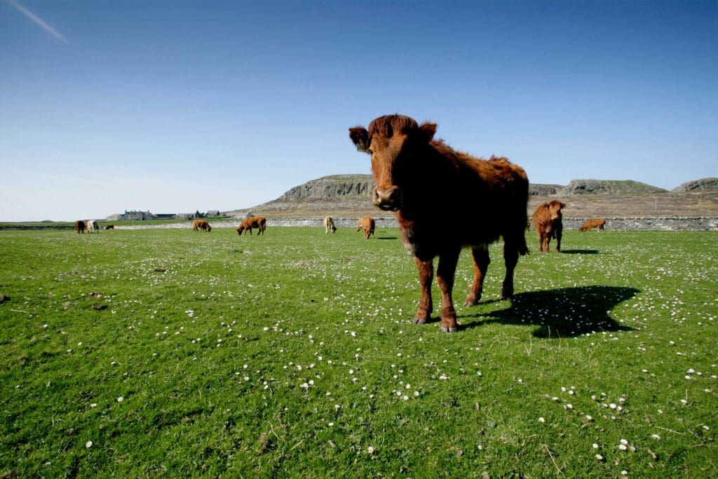 Luing cattle grazing.