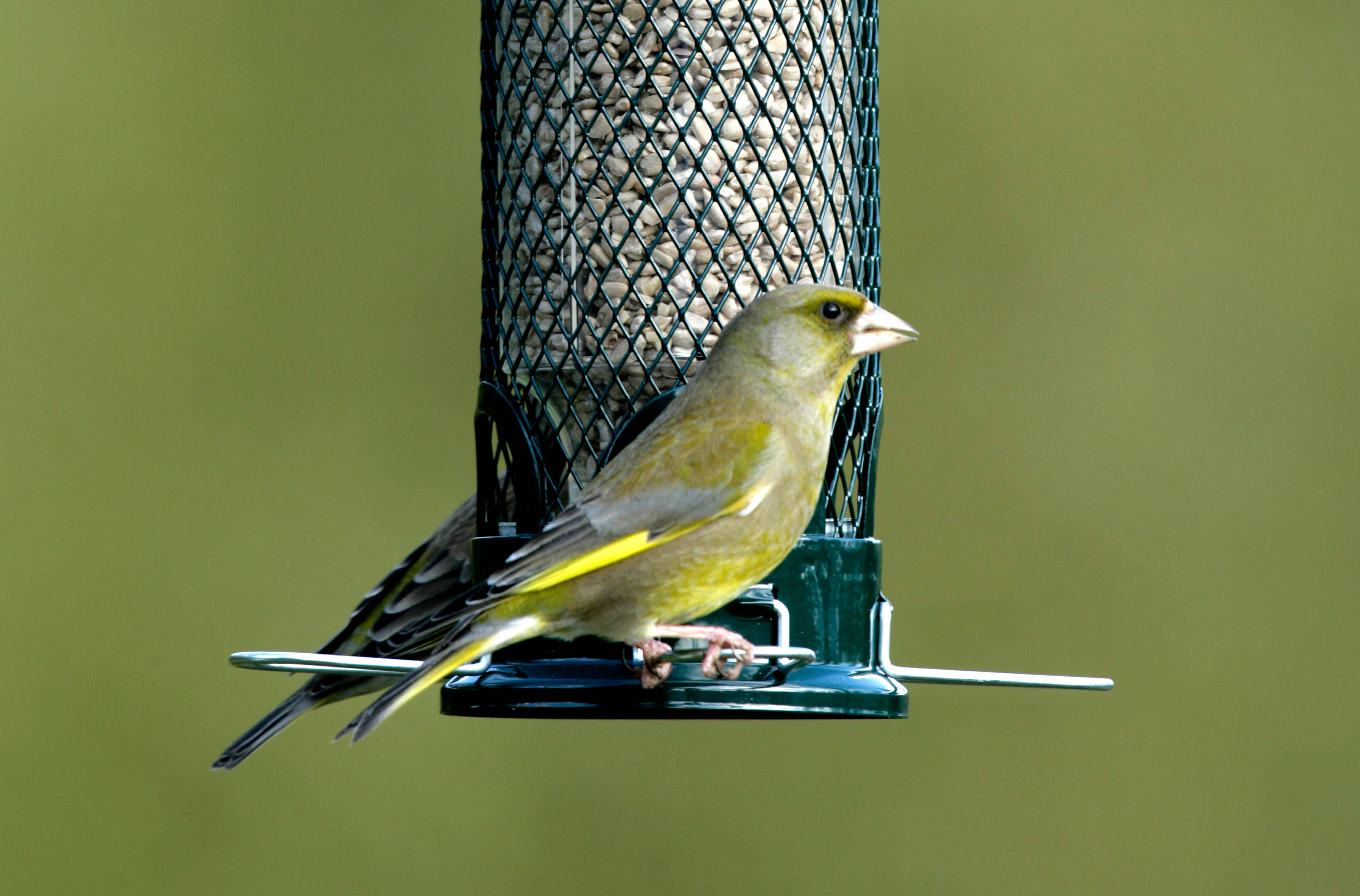 A Greenfinch at a birdfeeder.