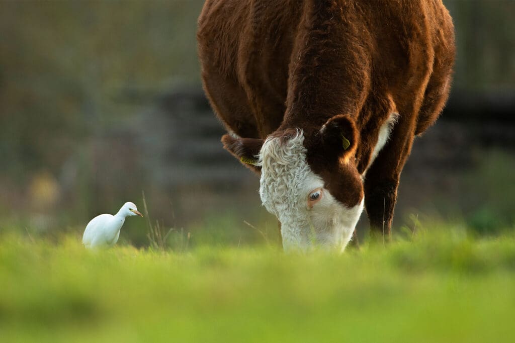 Cow and Cattle Egret in field