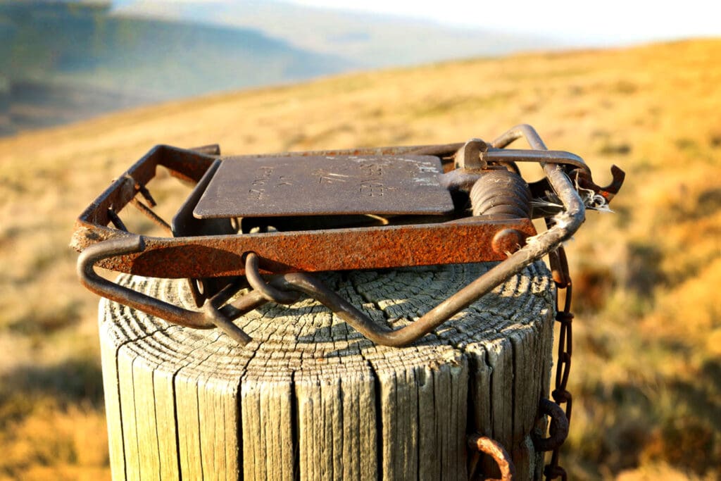 One of three illegal pole traps found on a grouse moor in North Yorkshire in 2016.