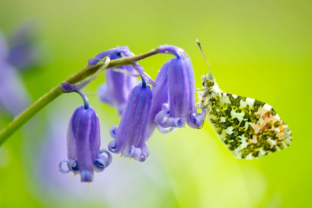 Orange-tip on a Bluebell
