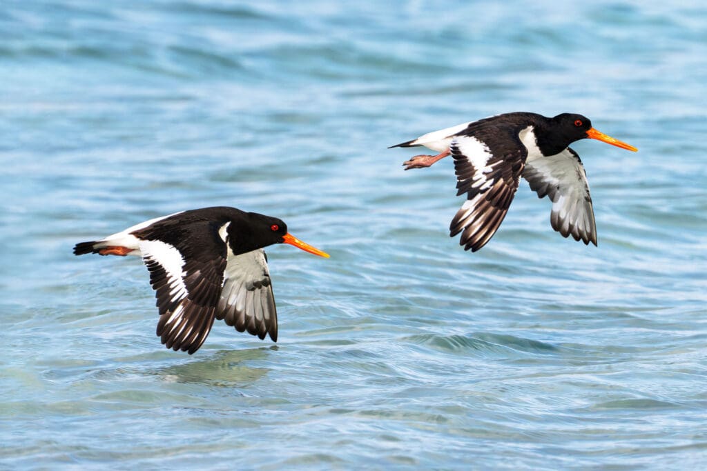 Two Oystercatchers in flight