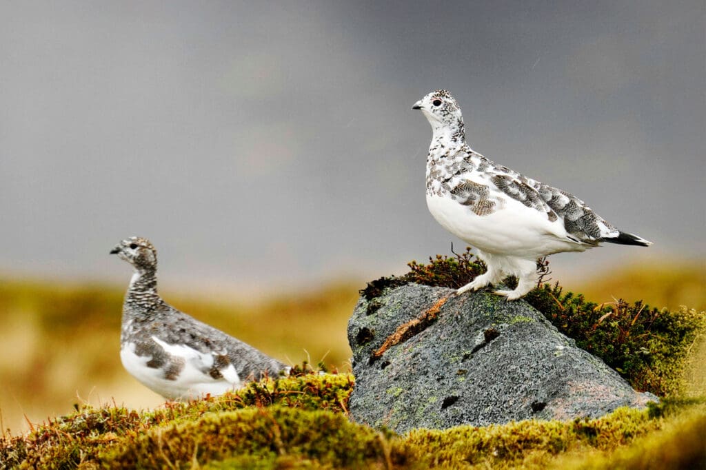 A pair of Ptarmigans