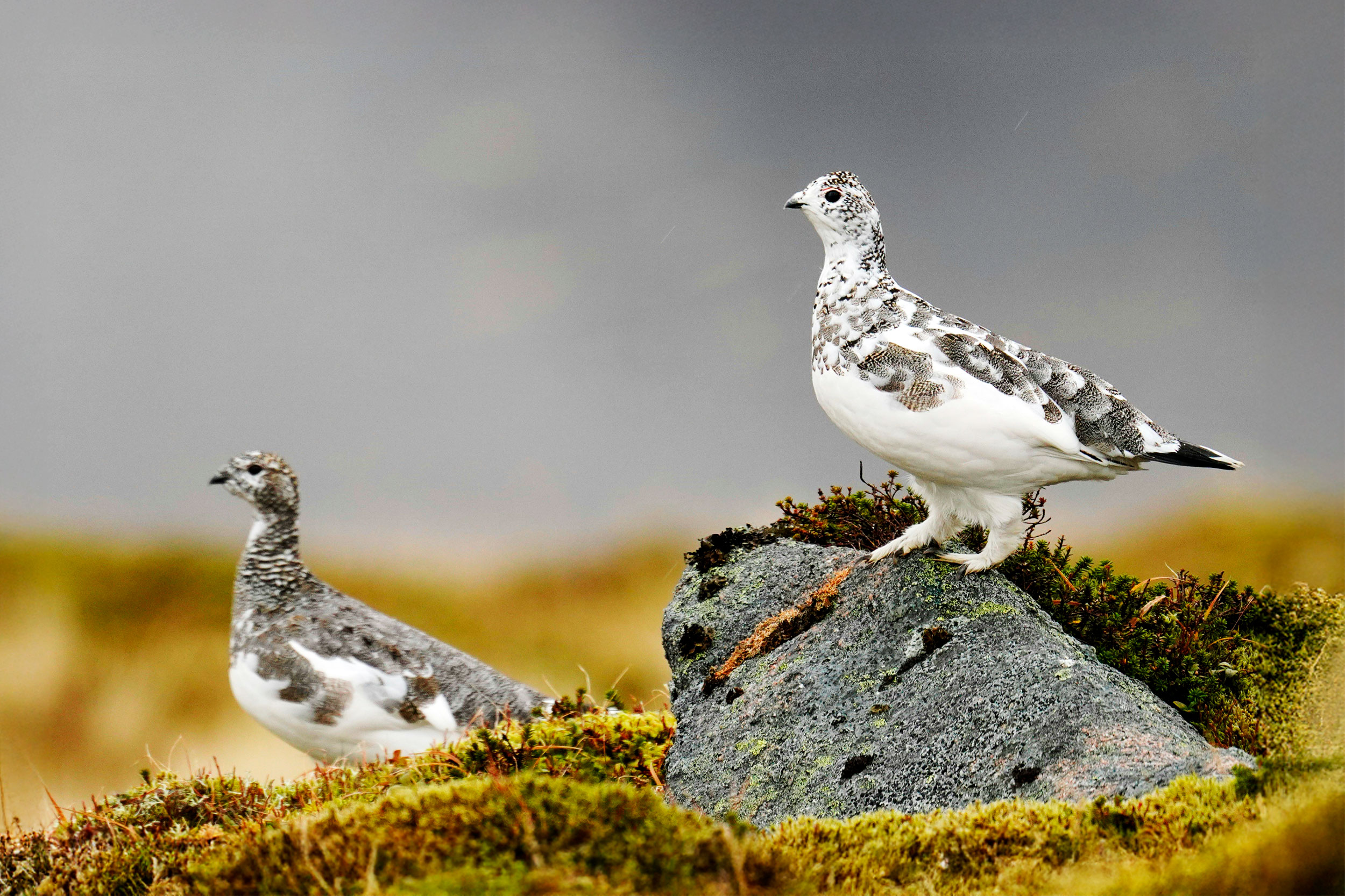 A pair of Ptarmigans
