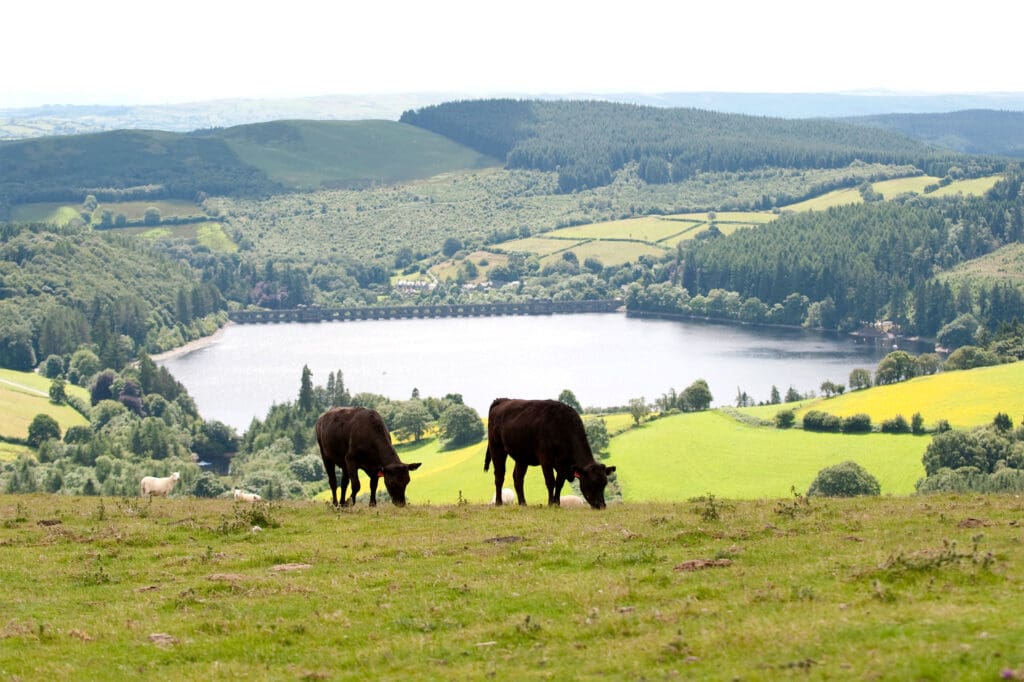 Welsh Black cattle graze with Lake Vyrnwy and green hills in the background