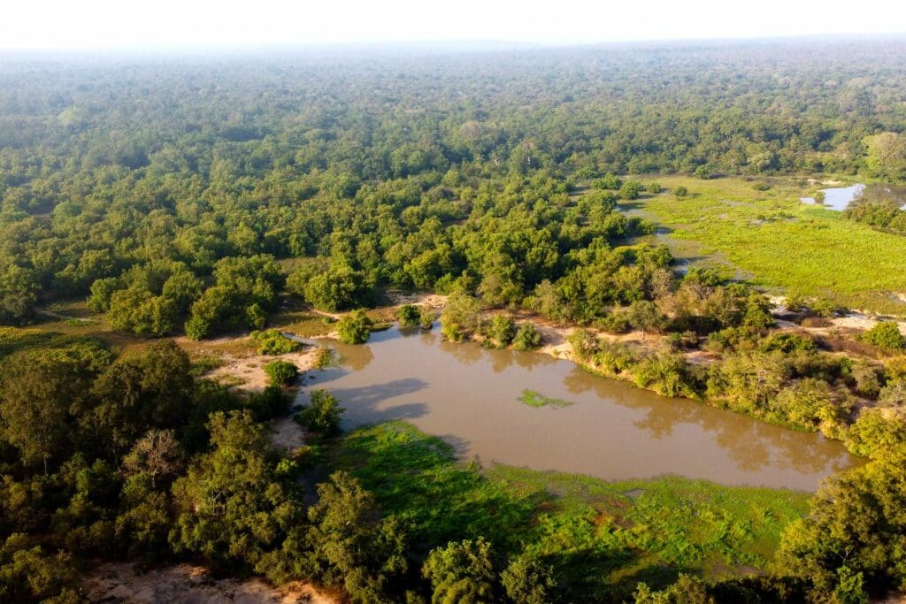A aerial view of a forest with a lake and grassland.