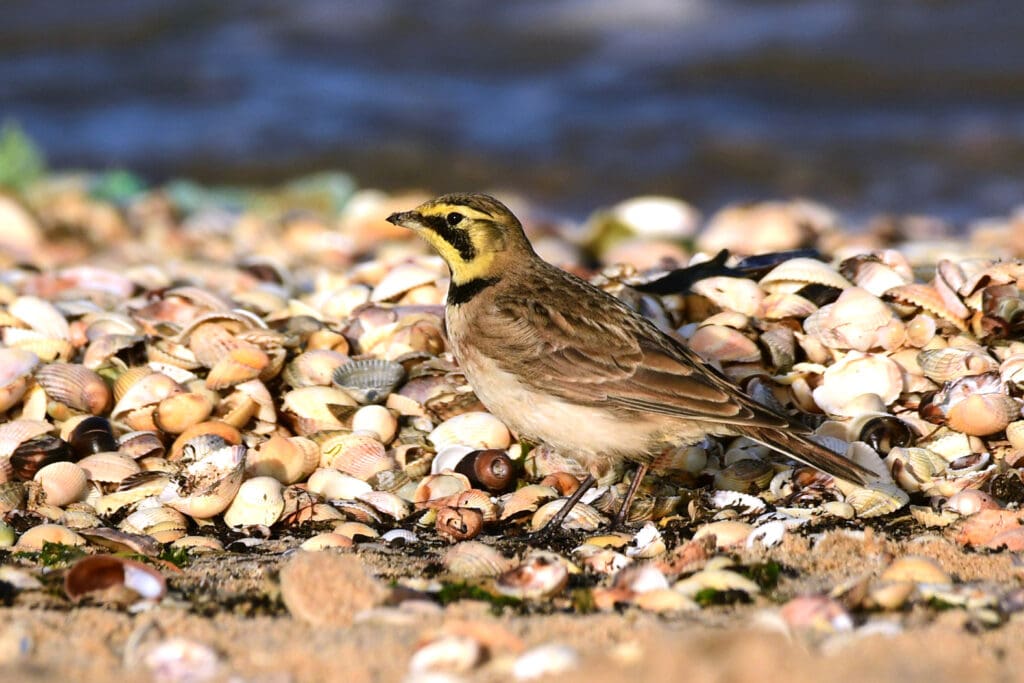 Shore Lark at East Mersea