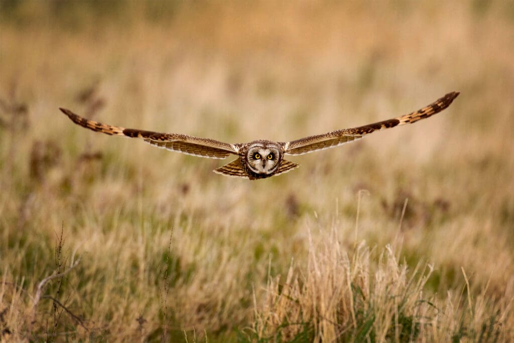 Short-eared Owl.