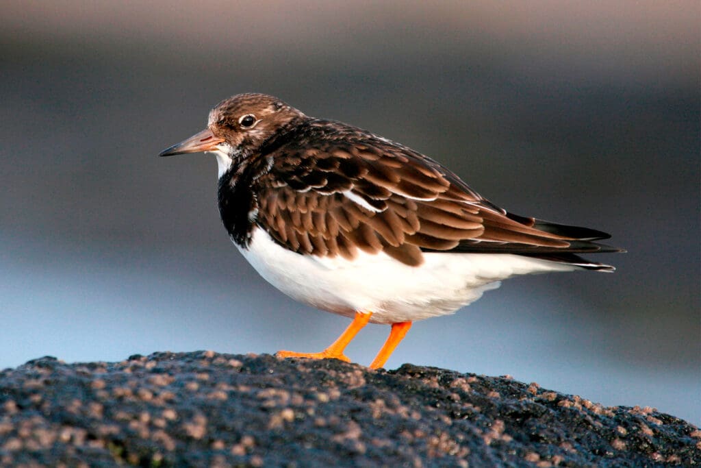 The European breeding population of Turnstone is falling.