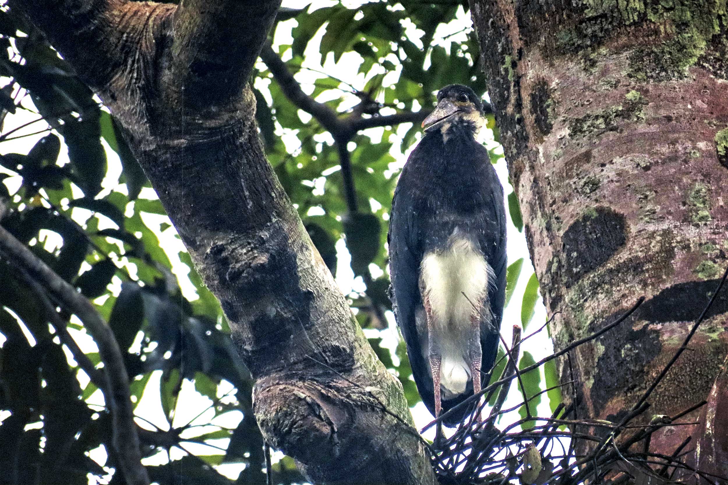 A Juvenile Storm’s Stork perched in a tree.