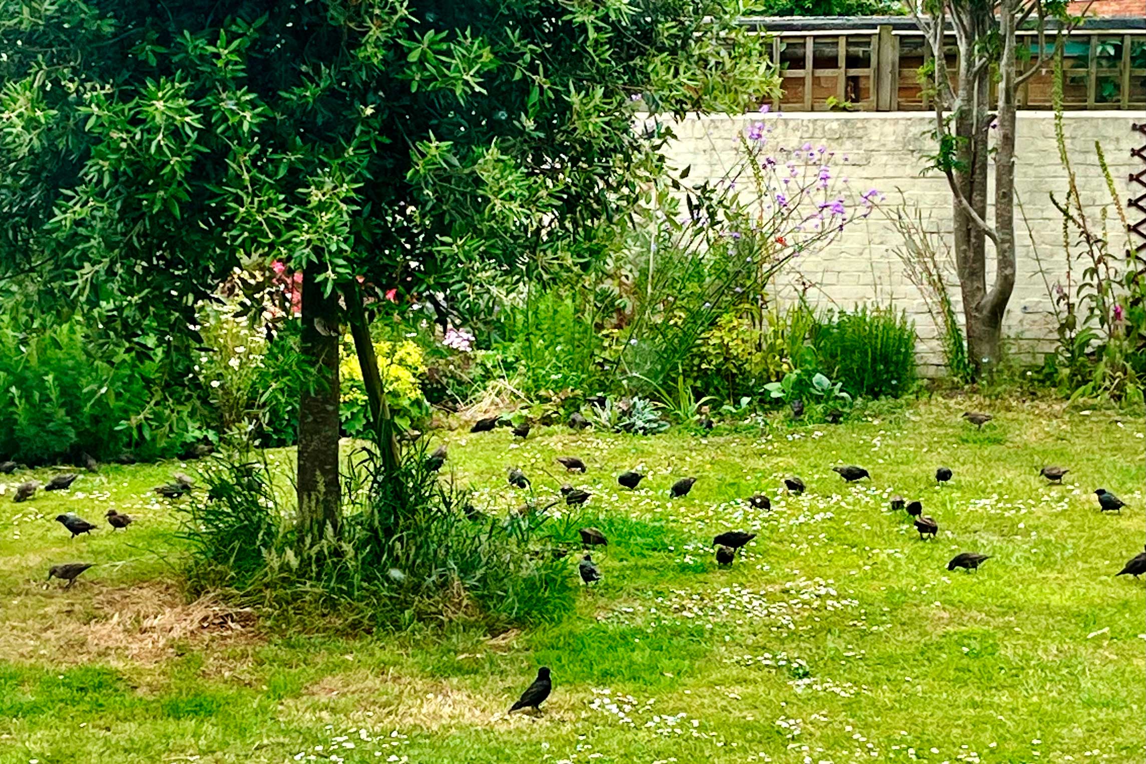 Starlings in Sarah's garden.