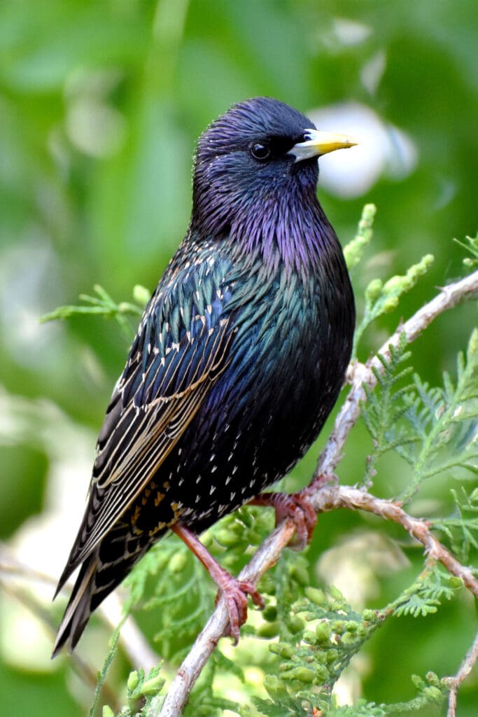 Aggie photographed this Starling through a clean window