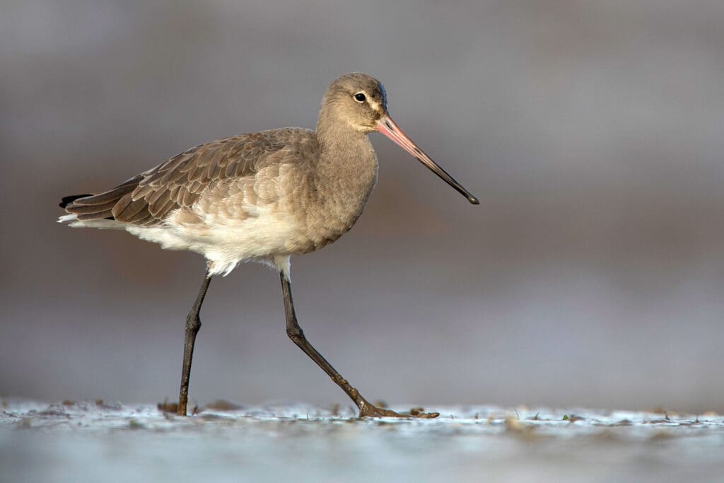 Black-tailed Godwit