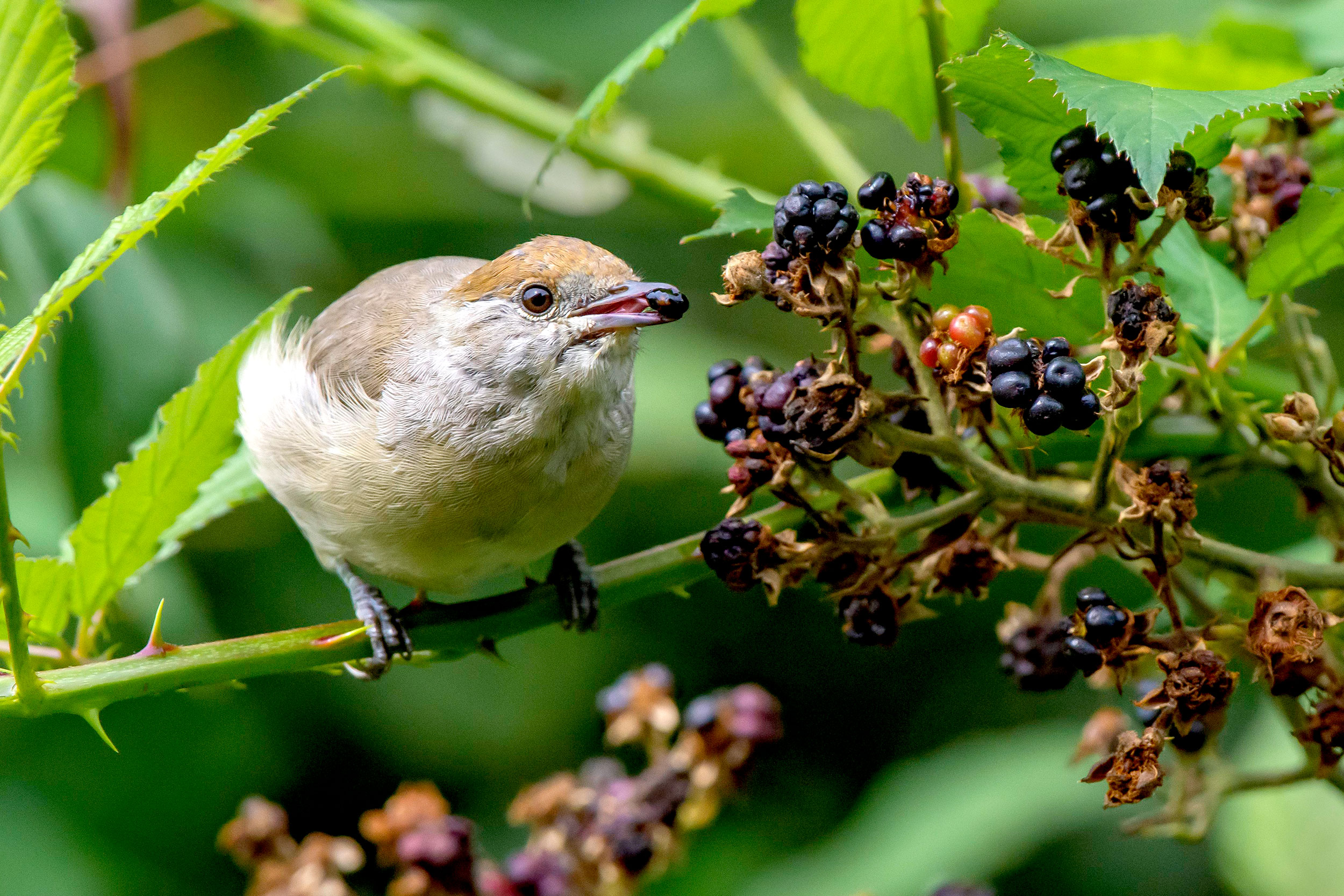 A Blackcap perhced on a blackberry branch, with a berry in its beak