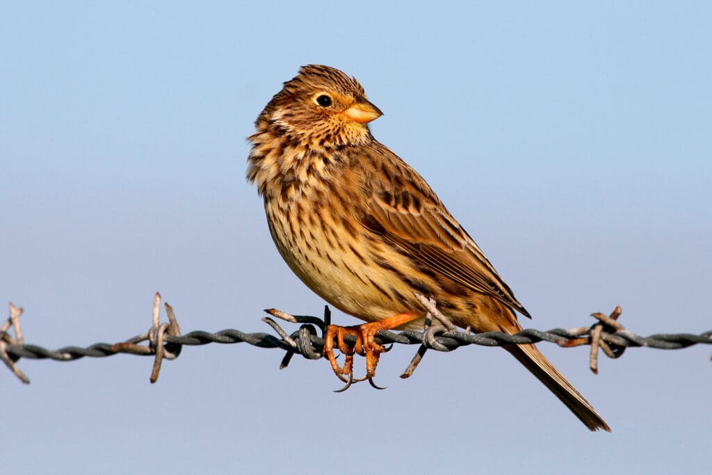 Corn Bunting