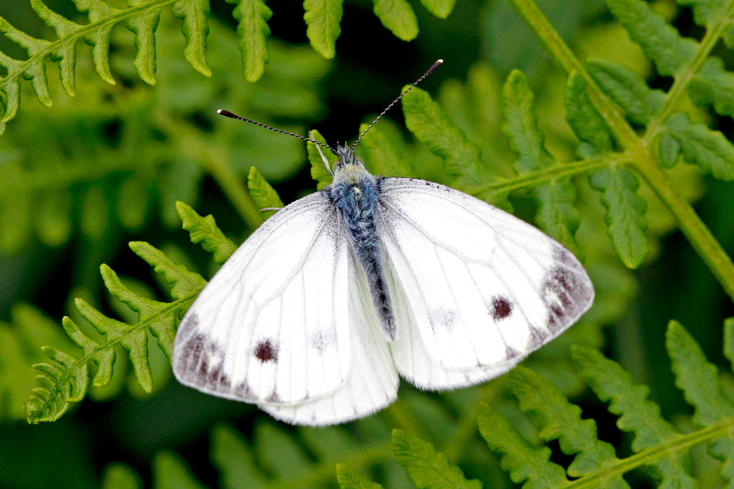 Green-veined White on a fern