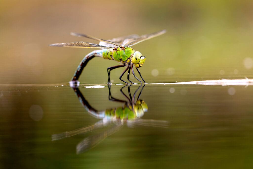 A side view of a dragonfly on the water, its reflection making a mirror image