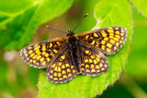 Heath Fritillary perched on a leaf
