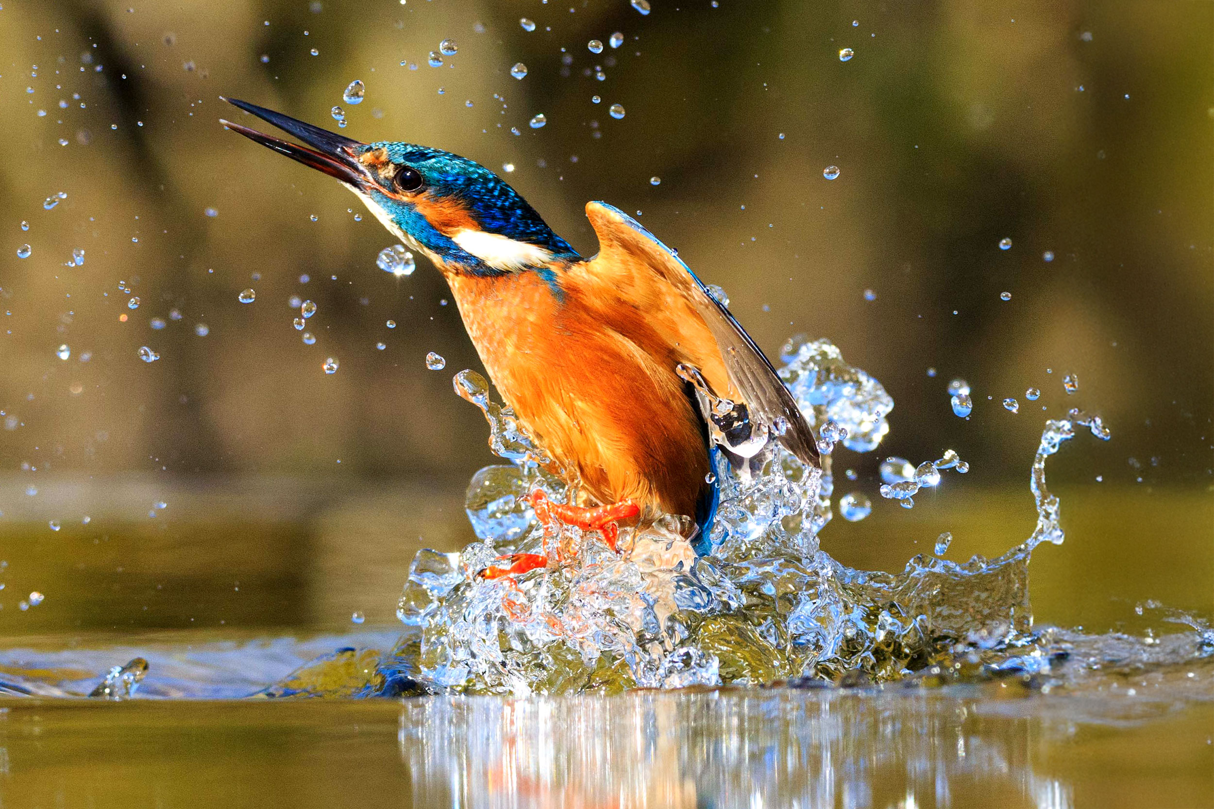 A Kingfisher, beak open, rising out of the water, droplets surrounding it