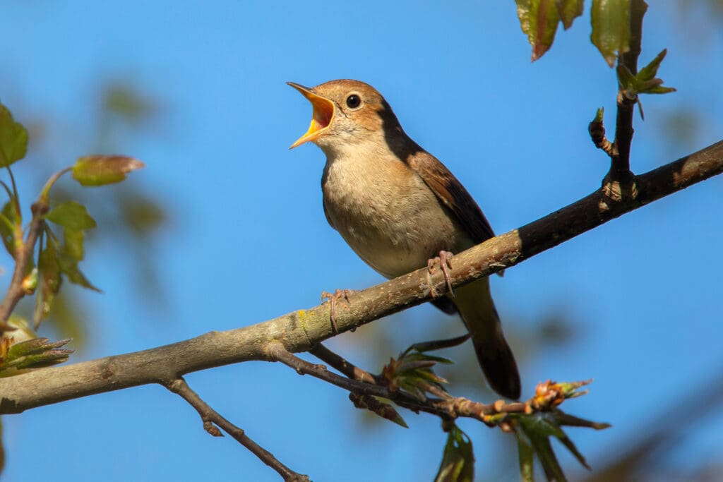 Nightingale
