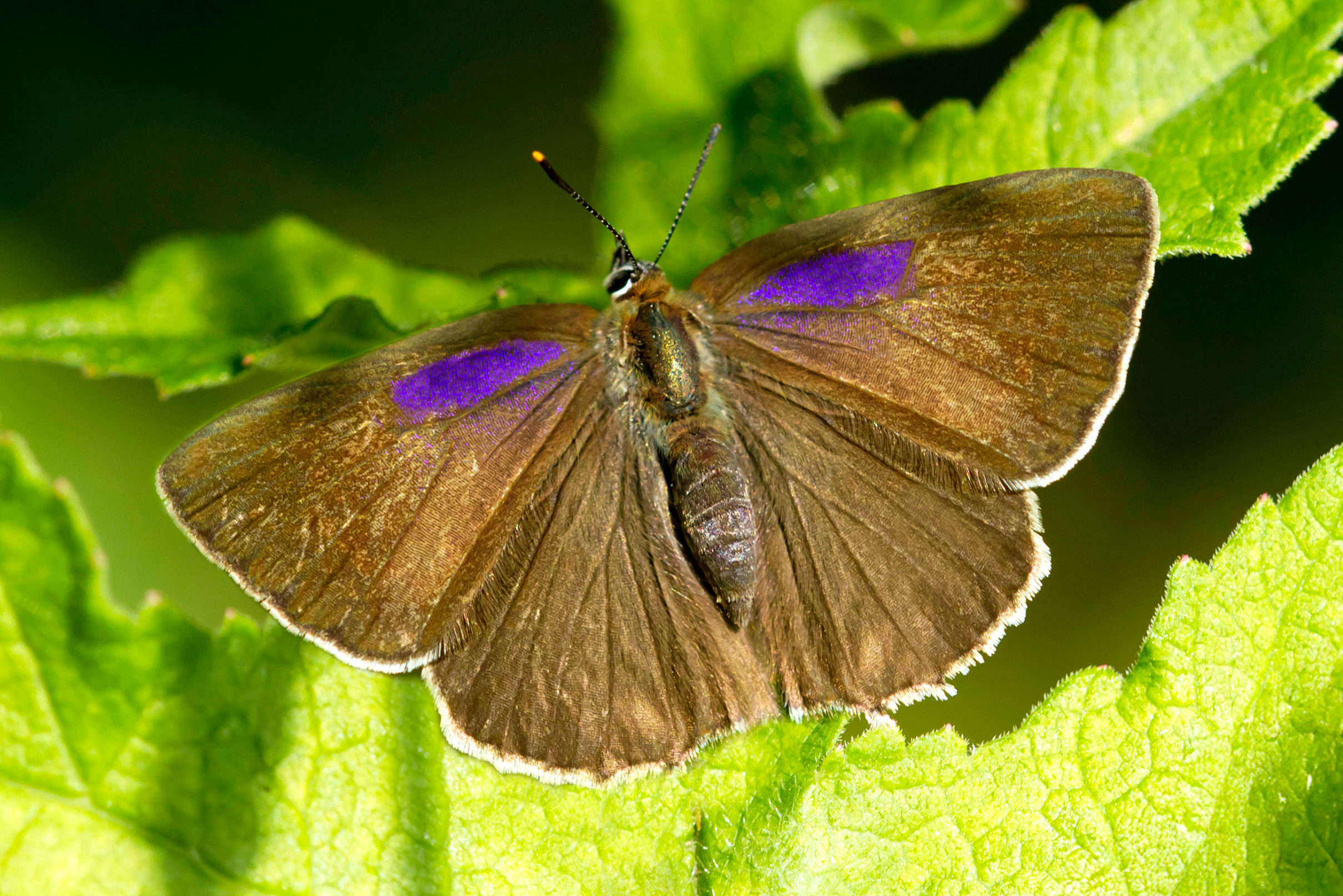 Purple Hairstreak perched on a leaf