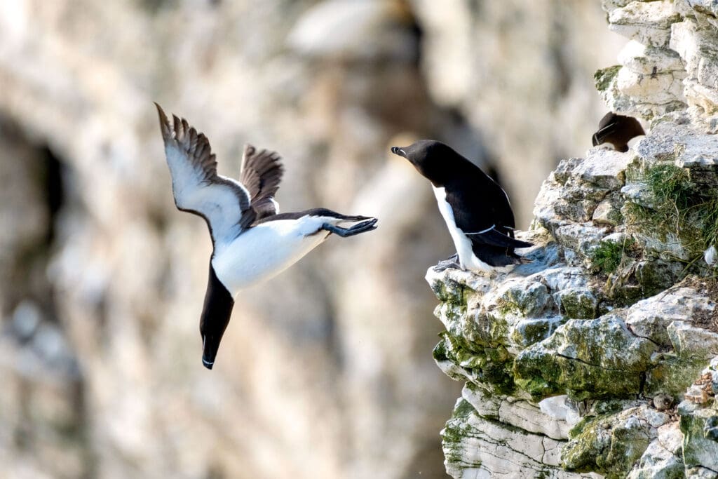 A Razorbill dives off a rock face while another Razorbill watches