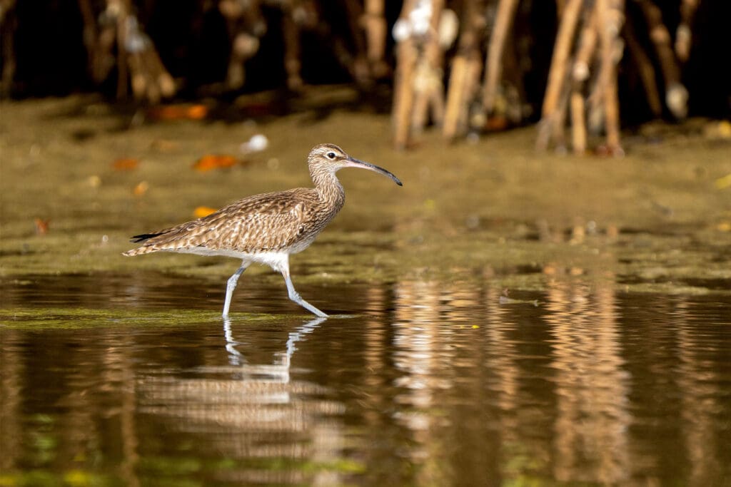 A Wimbrel walks through shallow water
