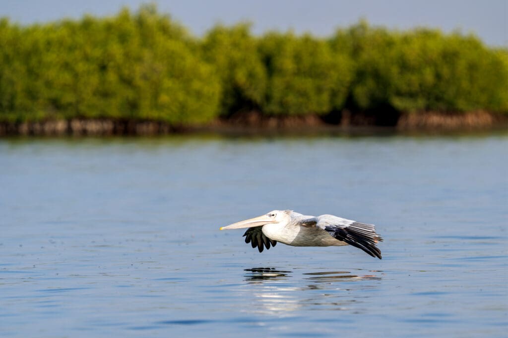 A Pink-backed Pelican flies close to the water