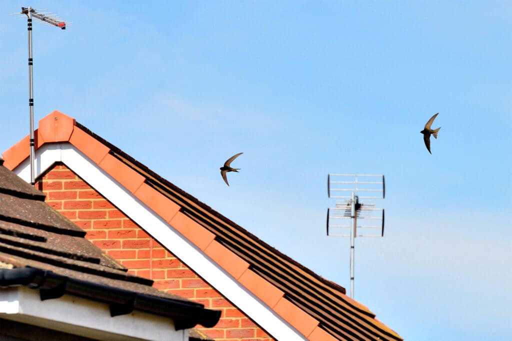 Two Swifts flying above a house