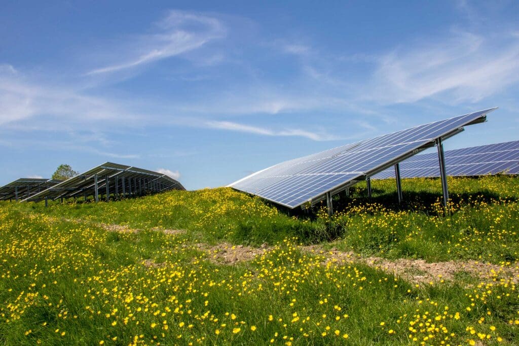 A side-view of solar panels in a field with buttercups