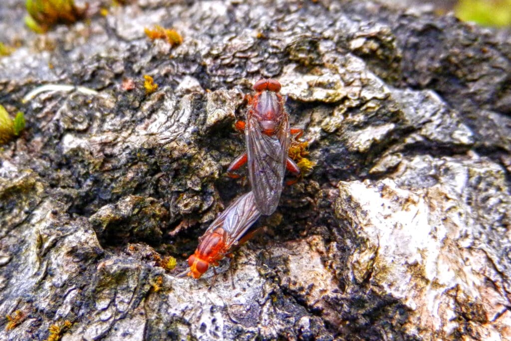 A pair of Aspen Hoverfly, back ends touching, on a rotting Aspen