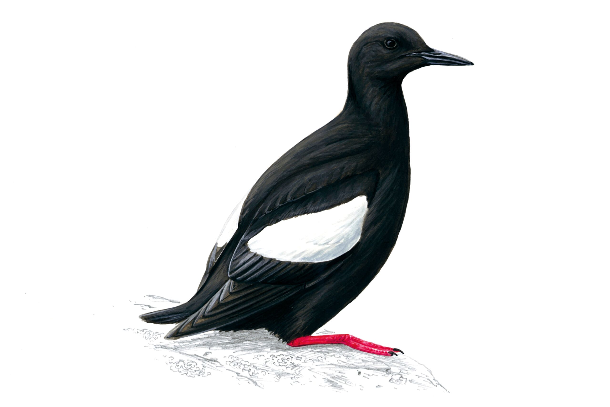 An illustration of a Black Guillemot