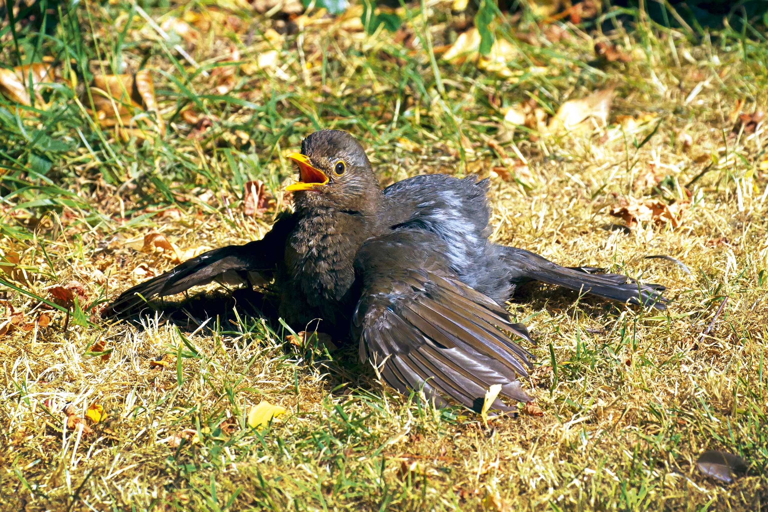 A Blackbird sitting on grass, wings outspread and beak open
